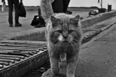 Portrait of cat standing outdoors
