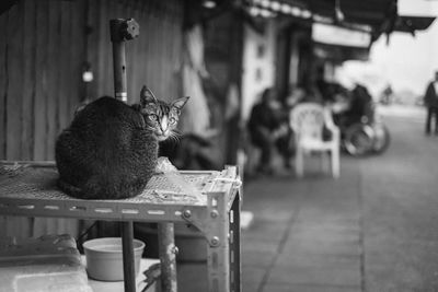 Cat sitting on street