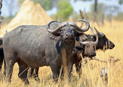 African buffalo standing in a field