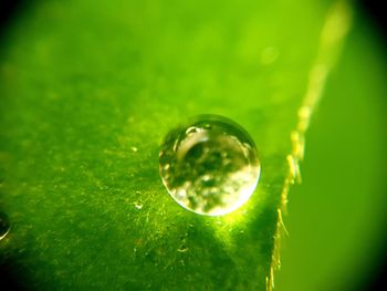 Close-up of water drop on green leaf