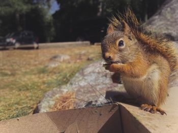 Close-up of squirrel