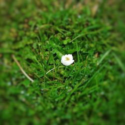 Close-up of white flowers growing in field