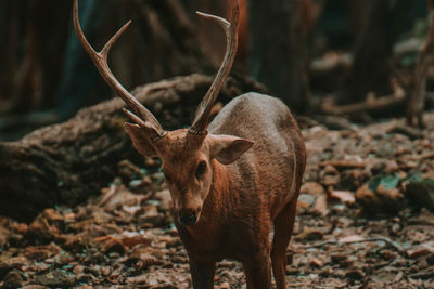 Deer standing in a forest