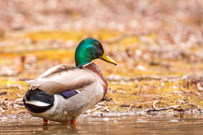 Close-up of mallard duck