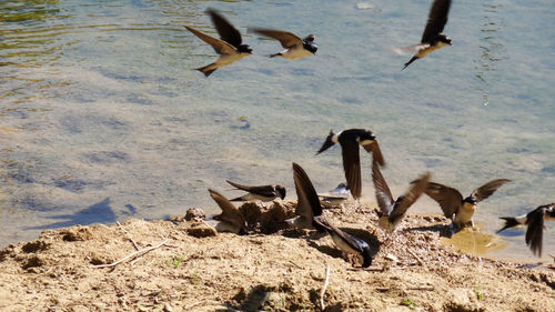 High angle view of ducks swimming on lake