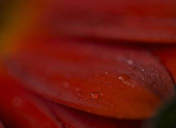 Close-up of red object