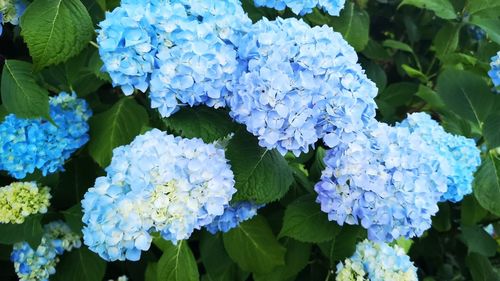 Close-up of blue hydrangea flowers