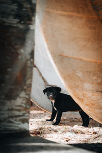 Dog on between boats 