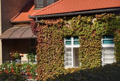 Plants growing outside house