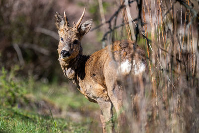 Portrait of deer