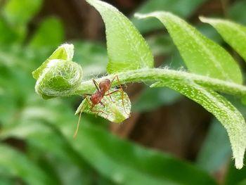 Close-up of insect on leaf