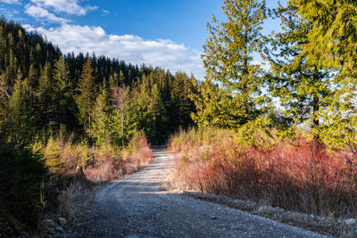 Road amidst trees in forest against sky