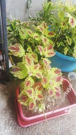 High angle view of potted plants in yard