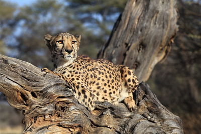 Low angle view of cheetah sitting on damaged tree