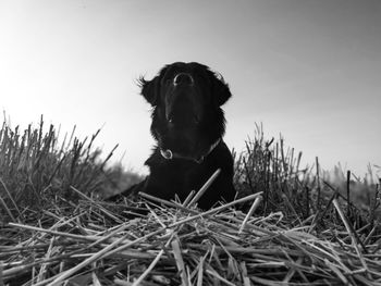 Dog sitting on grass in field