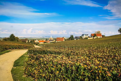 Scenic view of agricultural field against sky