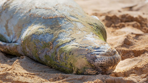 Close-up of a turtle on sand