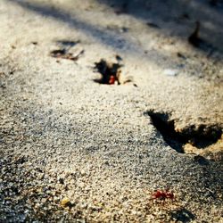 Close-up of crab on sand