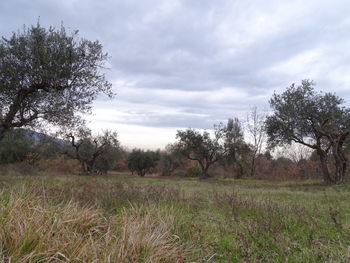 Trees on field against sky