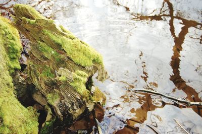 Close-up of tree by lake