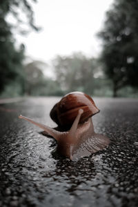 snail