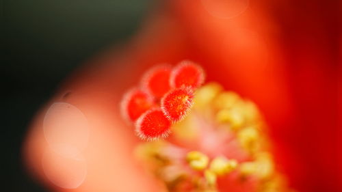 Close-up of red flower