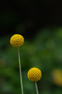 Close-up of flowering plant on field