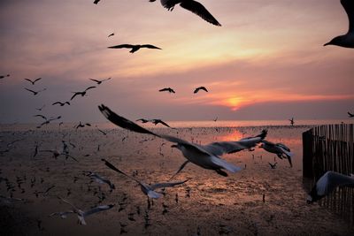 Seagulls flying over sea against sky during sunset