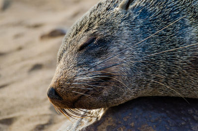 Close-up portrait of brown fur seal at cape cross seal reserve, namibia