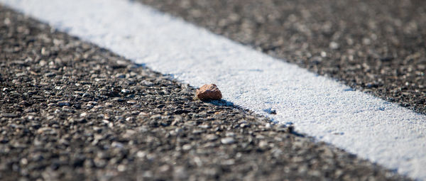 Close-up of insect on road