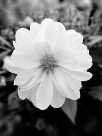 Close-up of white flowering plant