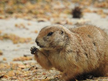 Close-up of marmot 
