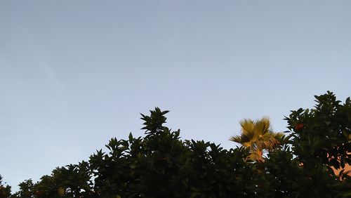 Low angle view of trees against clear sky