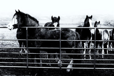 Horse cart on field against sky