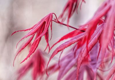 Full frame shot of pink leaf