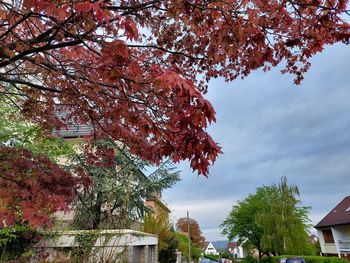 Low angle view of trees against sky during autumn