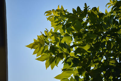 Low angle view of leaves against clear blue sky