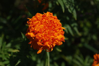 Close-up of orange marigold flower