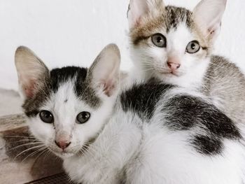 Close-up portrait of cats