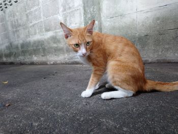 Cat relaxing on footpath