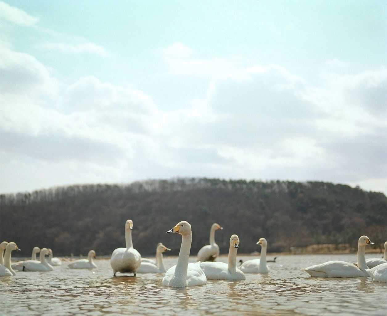 bird, animal themes, animals in the wild, water, wildlife, flock of birds, swan, seagull, sky, waterfront, flying, lake, nature, medium group of animals, sea, beauty in nature, tranquil scene, water bird, tranquility