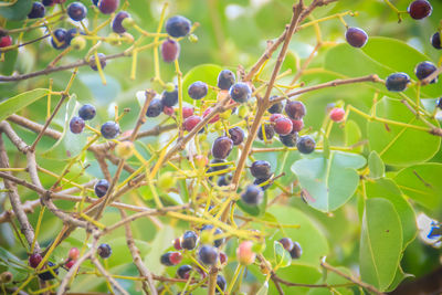 Close-up of berries growing on tree