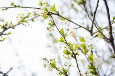 Low angle view of white flowering plant