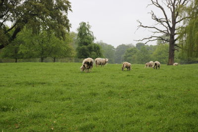 Sheeps on the grass 