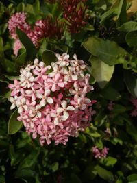 Close-up of pink flowering plants