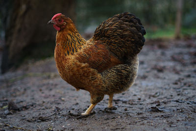 Close-up of a bird on field