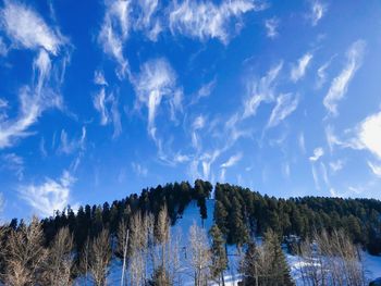 Low angle view of trees against sky during winter