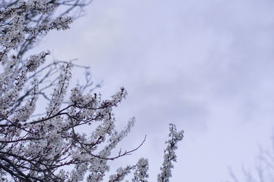 Low angle view of bare tree against sky