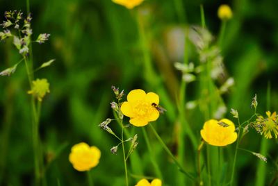 Close-up of yellow flower blooming in field