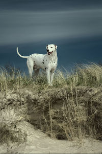 Dog standing on grass